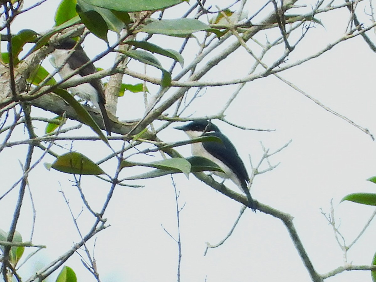 Black-winged Flycatcher-shrike - ML645389904