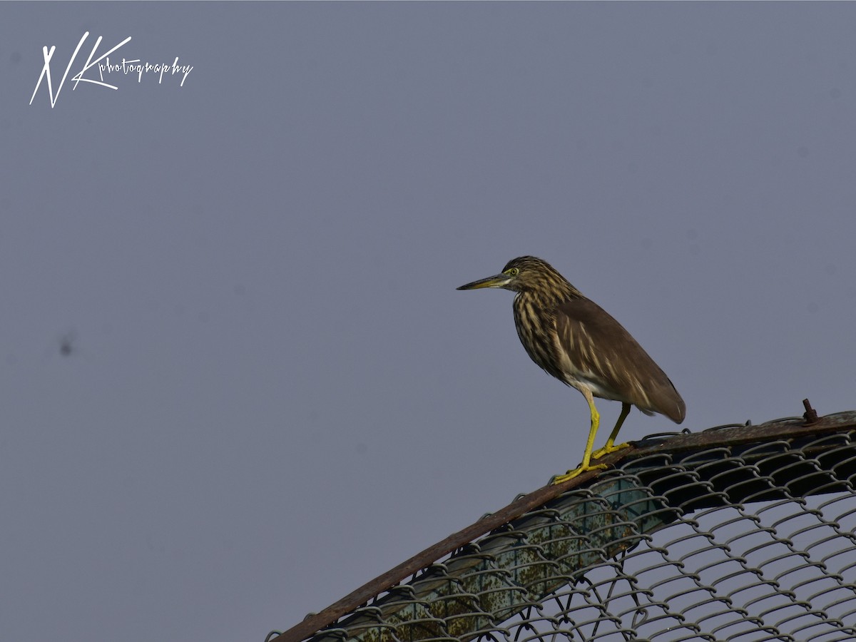 Hint Alaca Balıkçılı - ML645389907