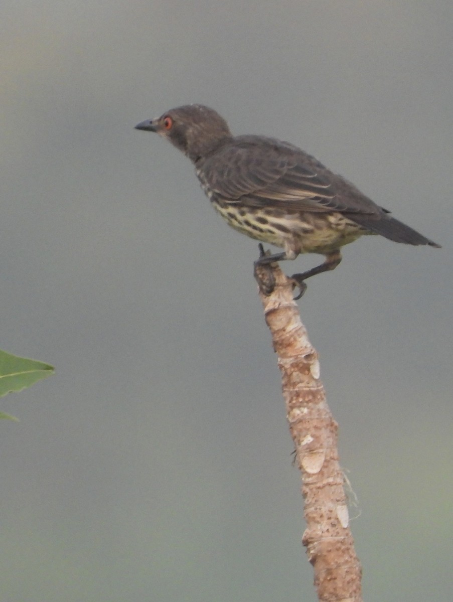 špaček rudooký - ML645389908