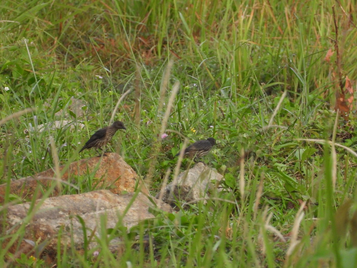 špaček rudooký - ML645389909