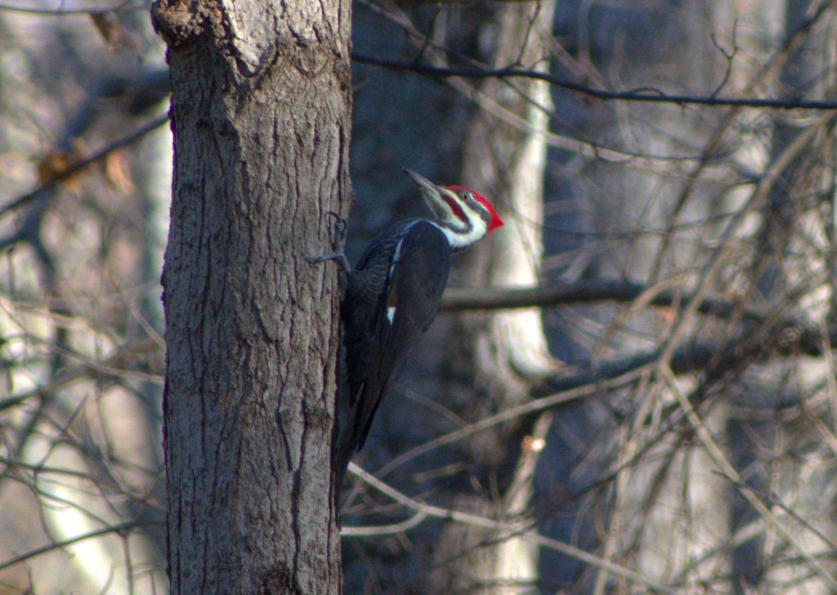 Pileated Woodpecker - ML645389910