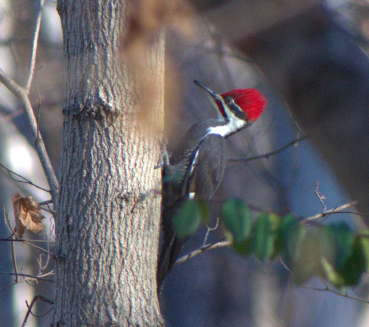 Pileated Woodpecker - ML645389911