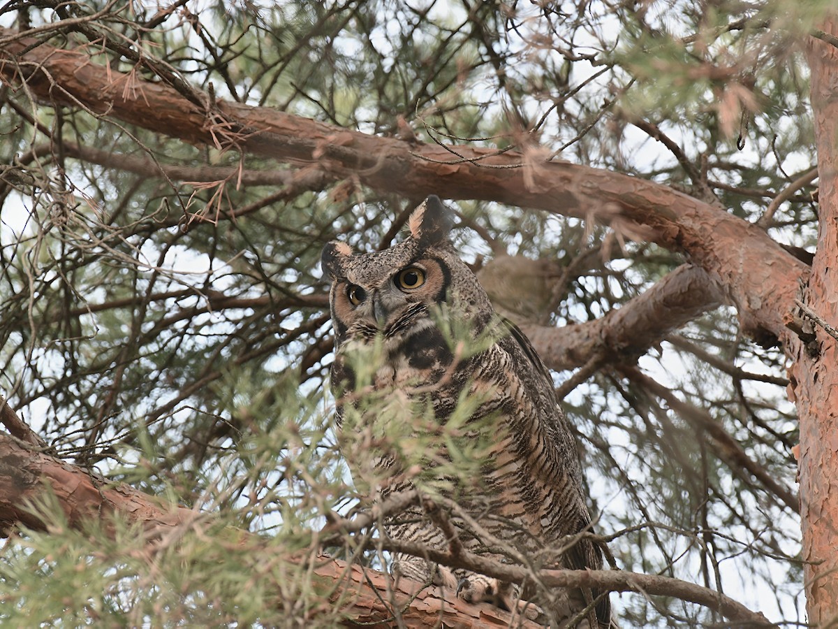 Пугач віргінський - ML645389912