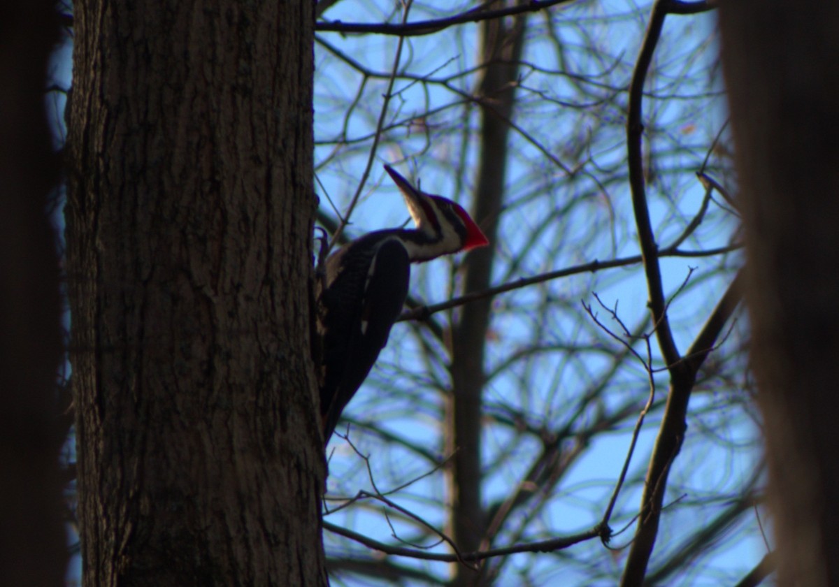 Pileated Woodpecker - ML645389918