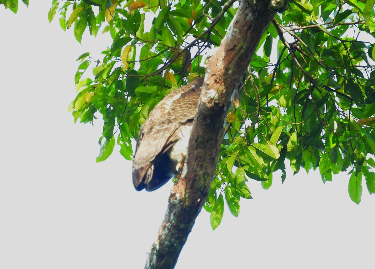 Barred Eagle-Owl - ML645389920
