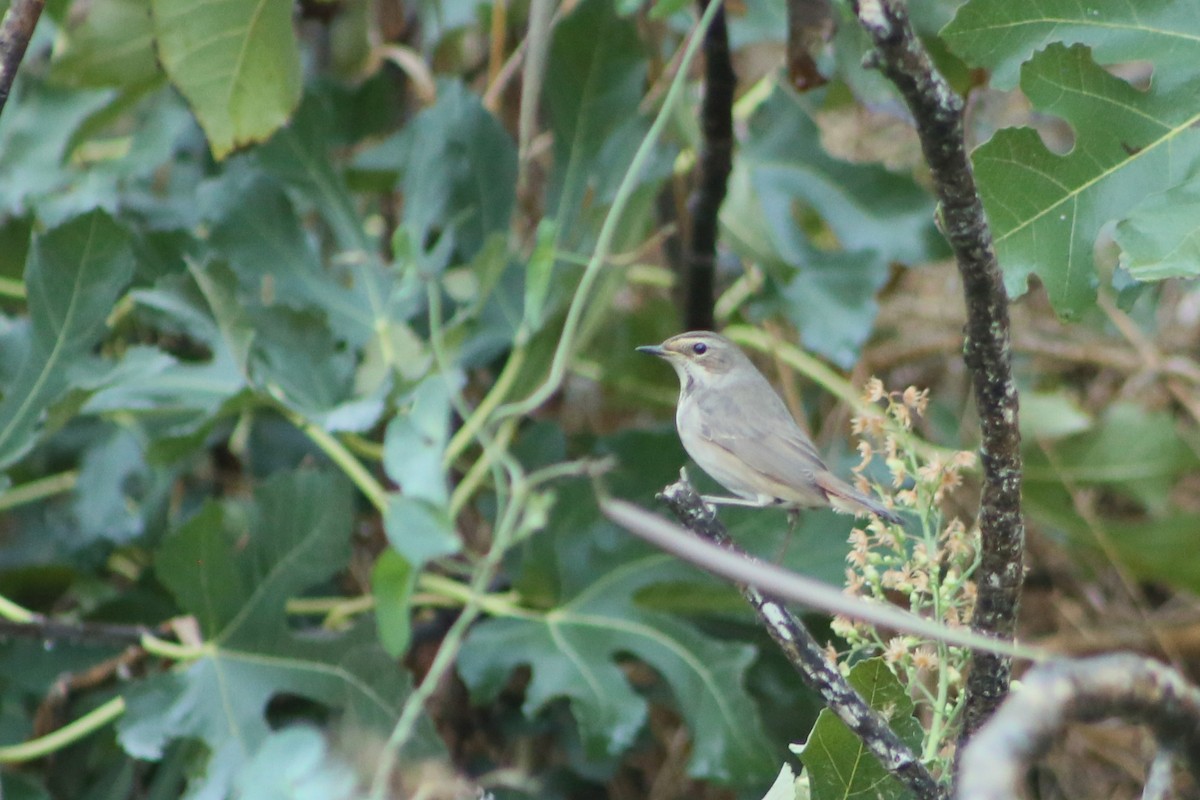 Bluethroat - ML645389931