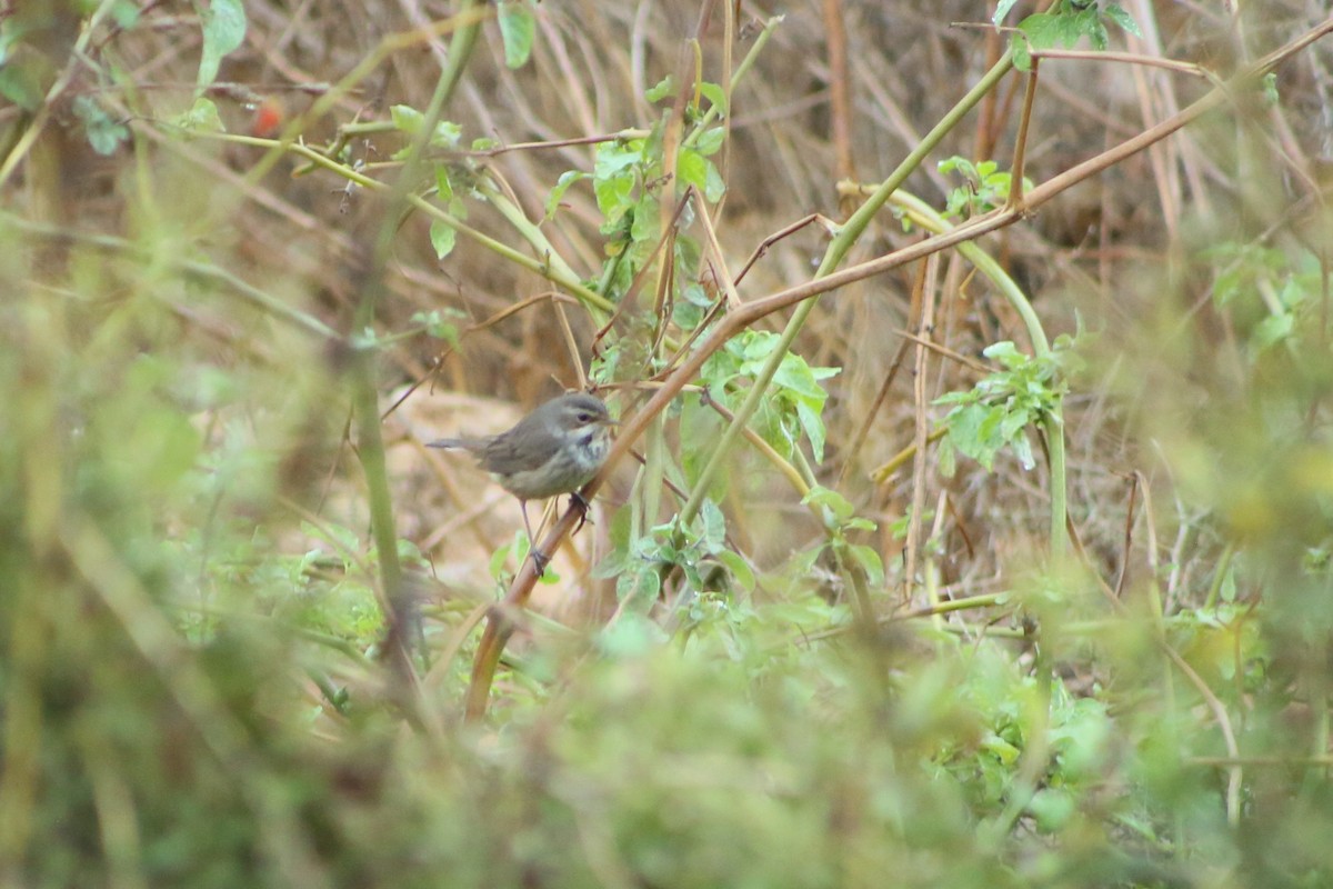 Bluethroat - ML645389932