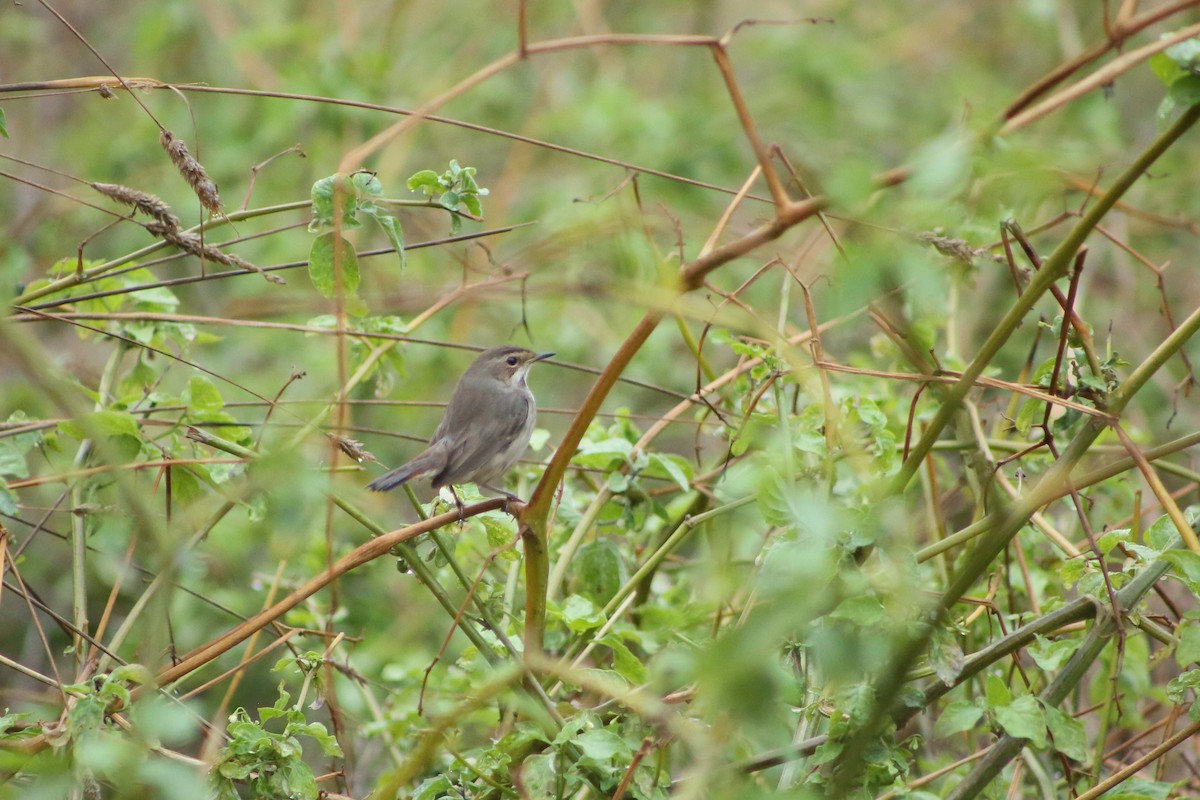 Bluethroat - ML645389933