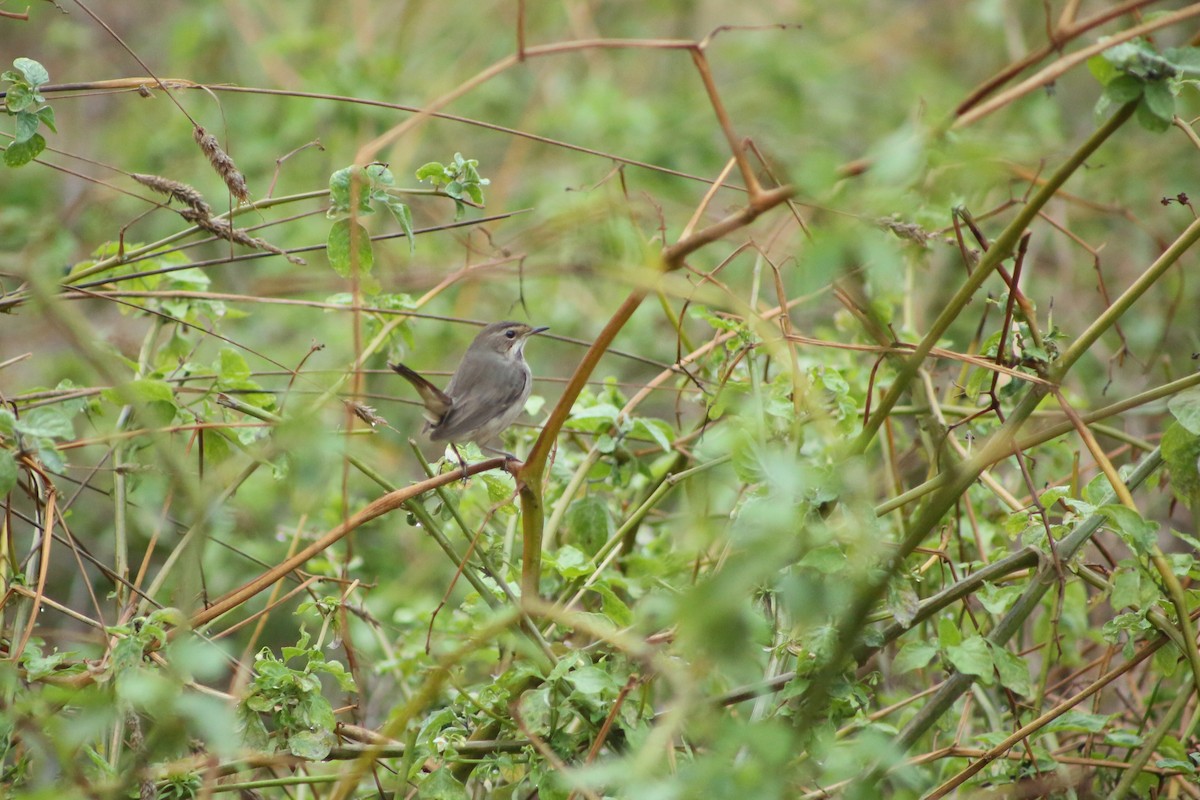 Bluethroat - ML645389934