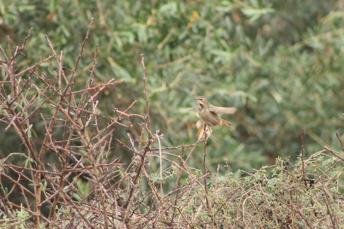 Bluethroat - ML645389935