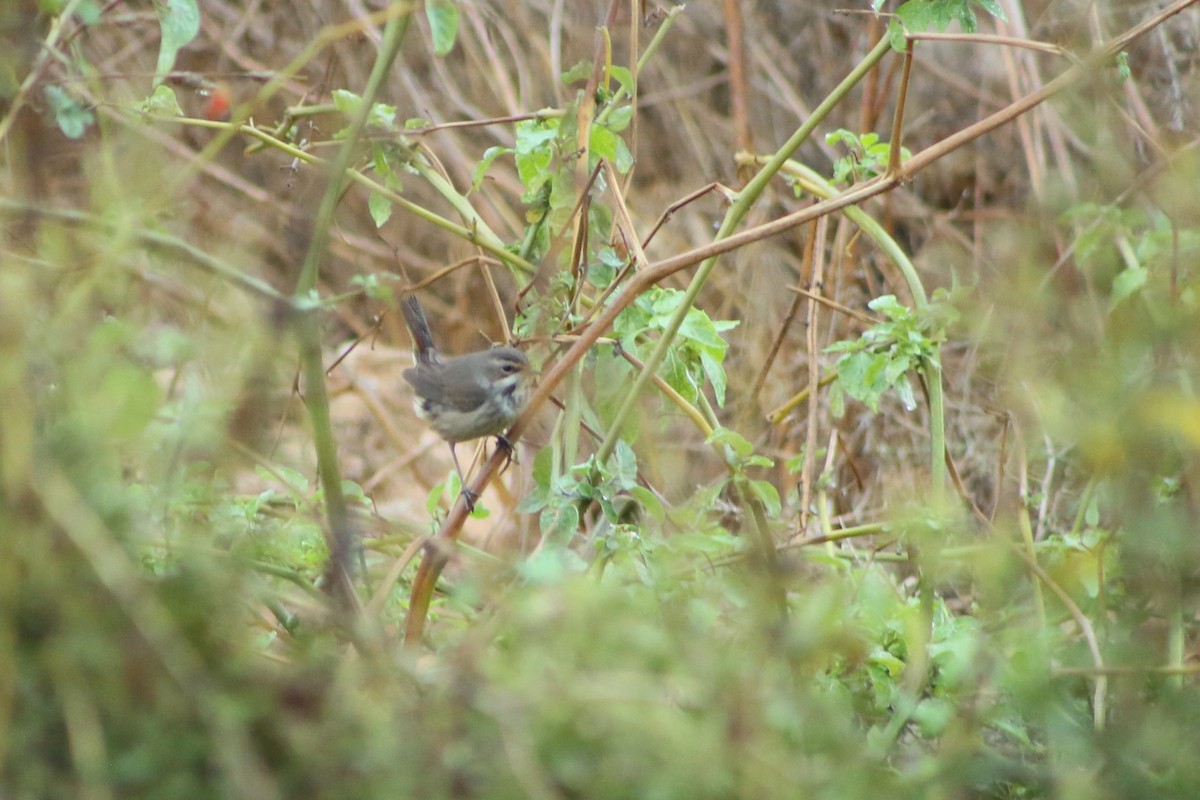 Bluethroat - ML645389936