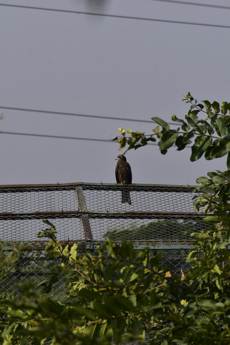 Black Kite - ML645389940