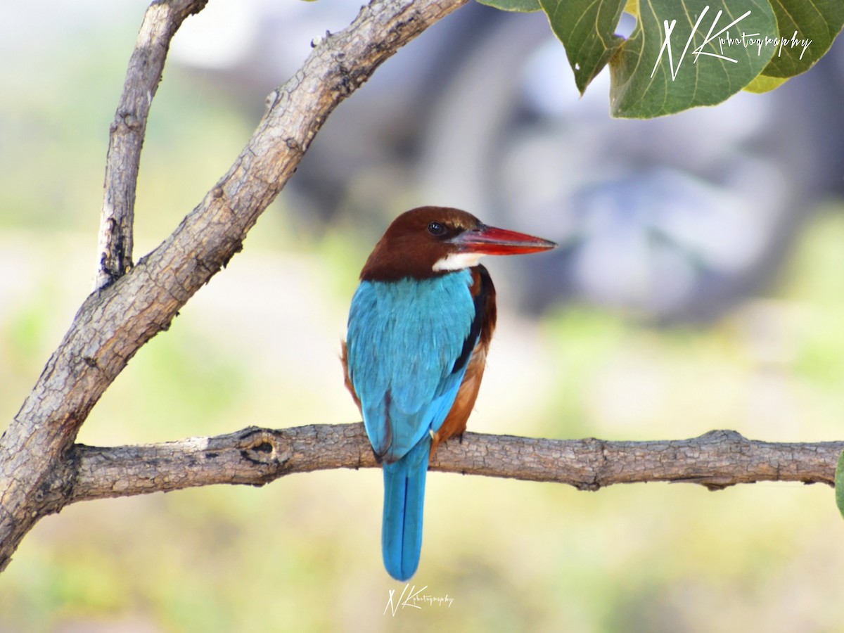 White-throated Kingfisher - ML645389948