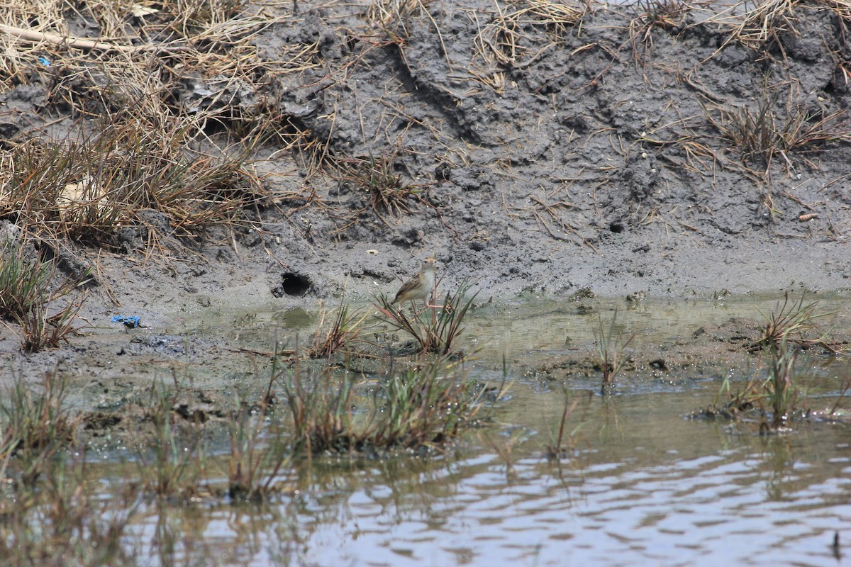 cistovník rákosníkový [skupina tinnabulans] - ML645389962