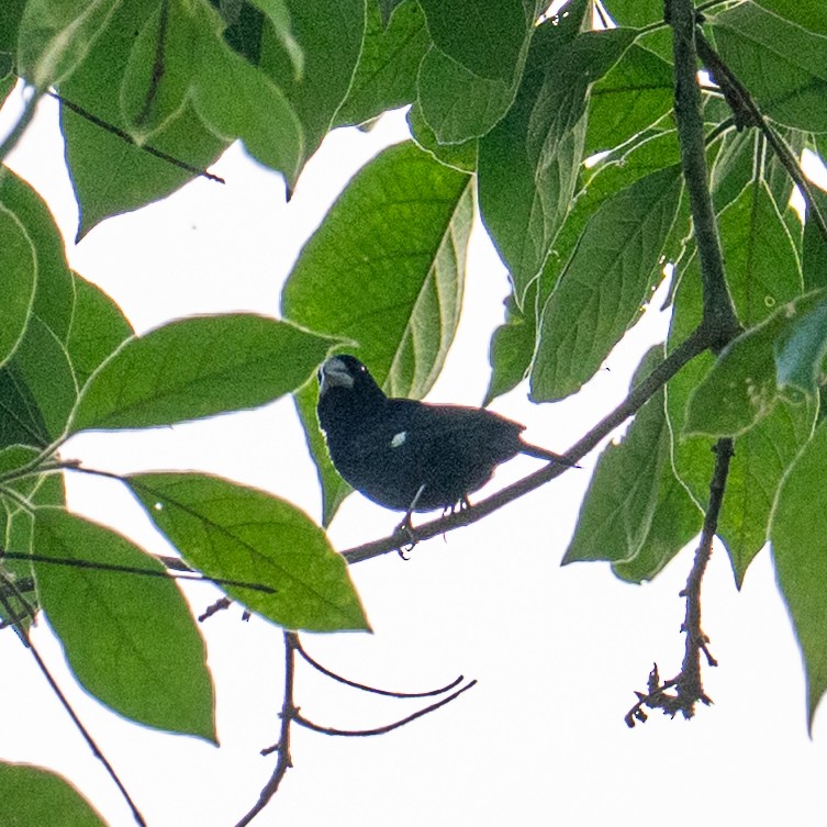 Large-billed Seed-Finch - ML645389978