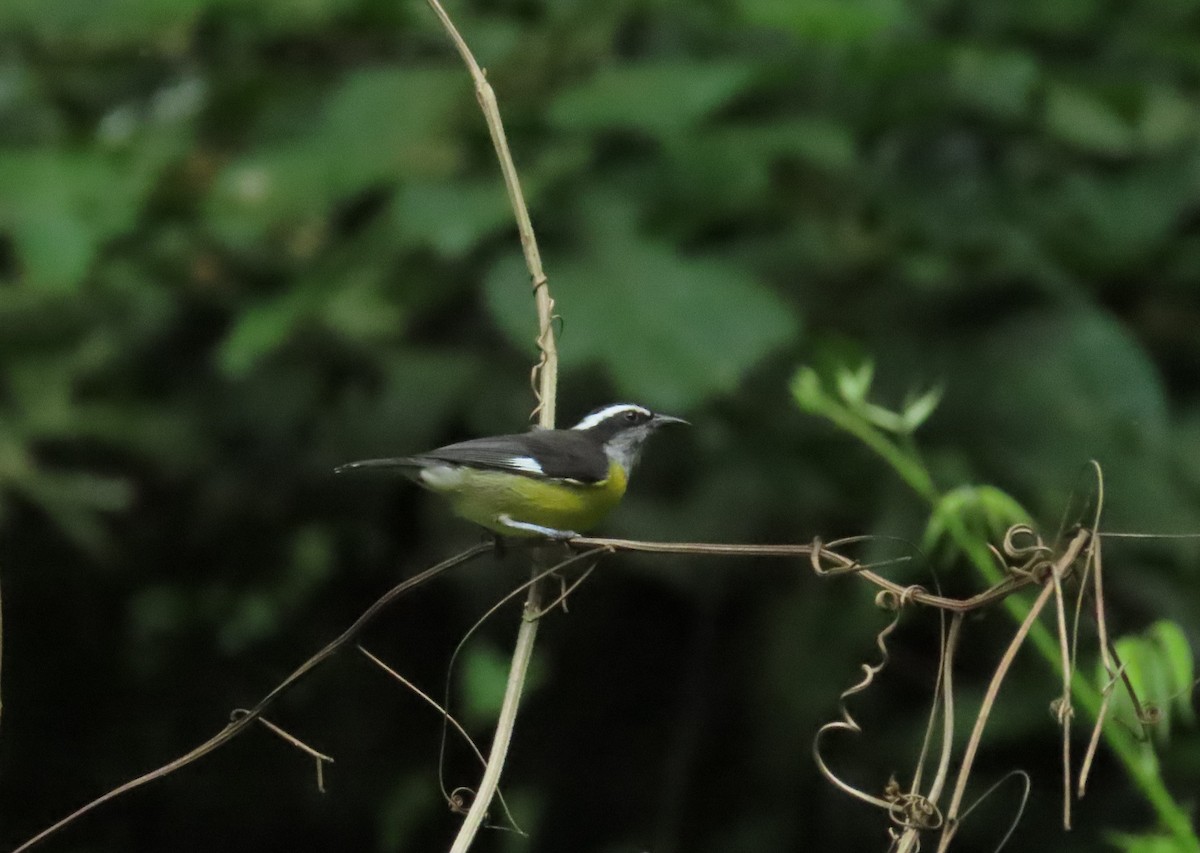 Sucrier à ventre jaune - ML645389983
