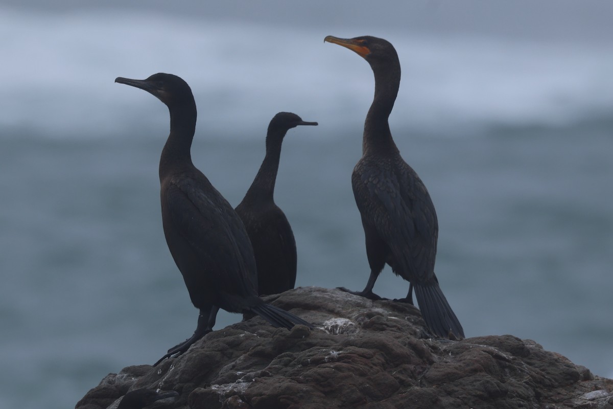 Cormoran pélagique - ML645389987