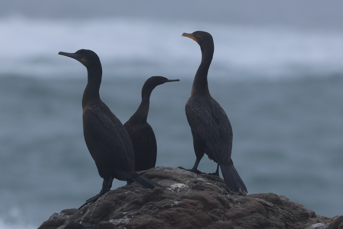 Cormoran pélagique - ML645389989