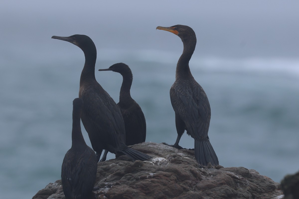 Cormoran pélagique - ML645389993