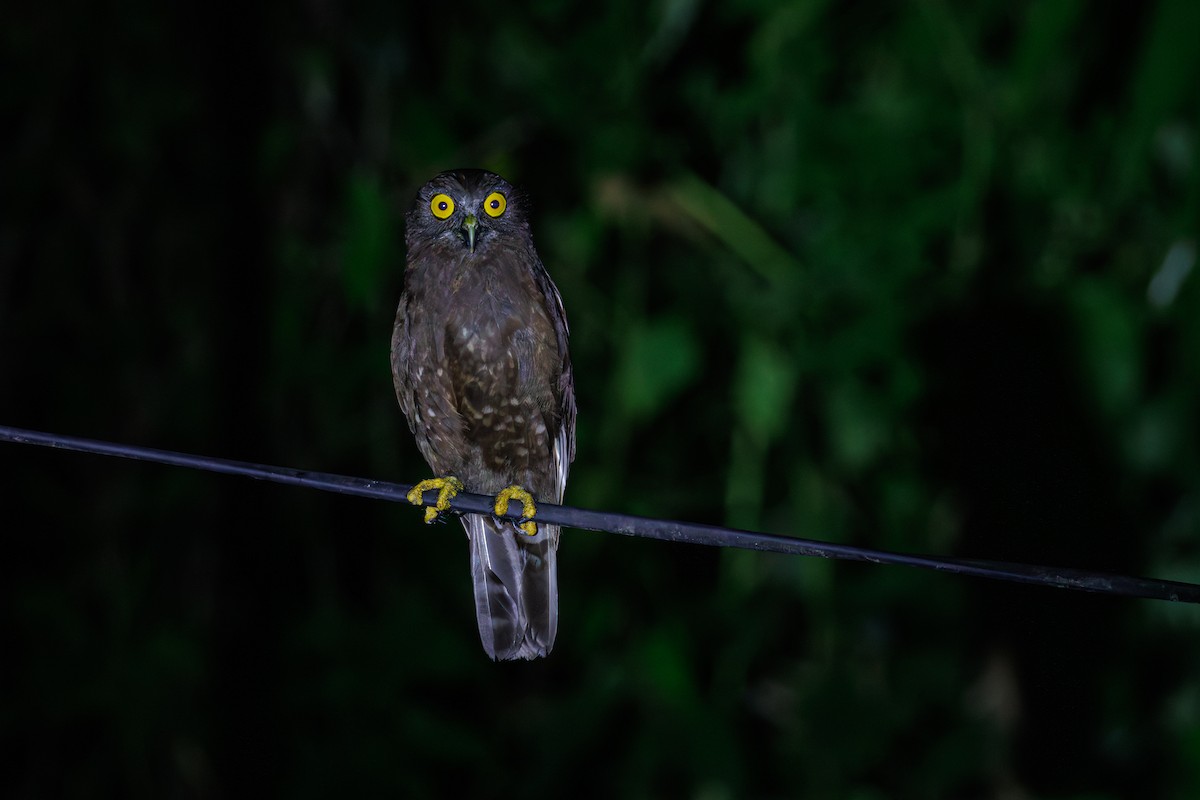 Hume's Boobook - ML645390002