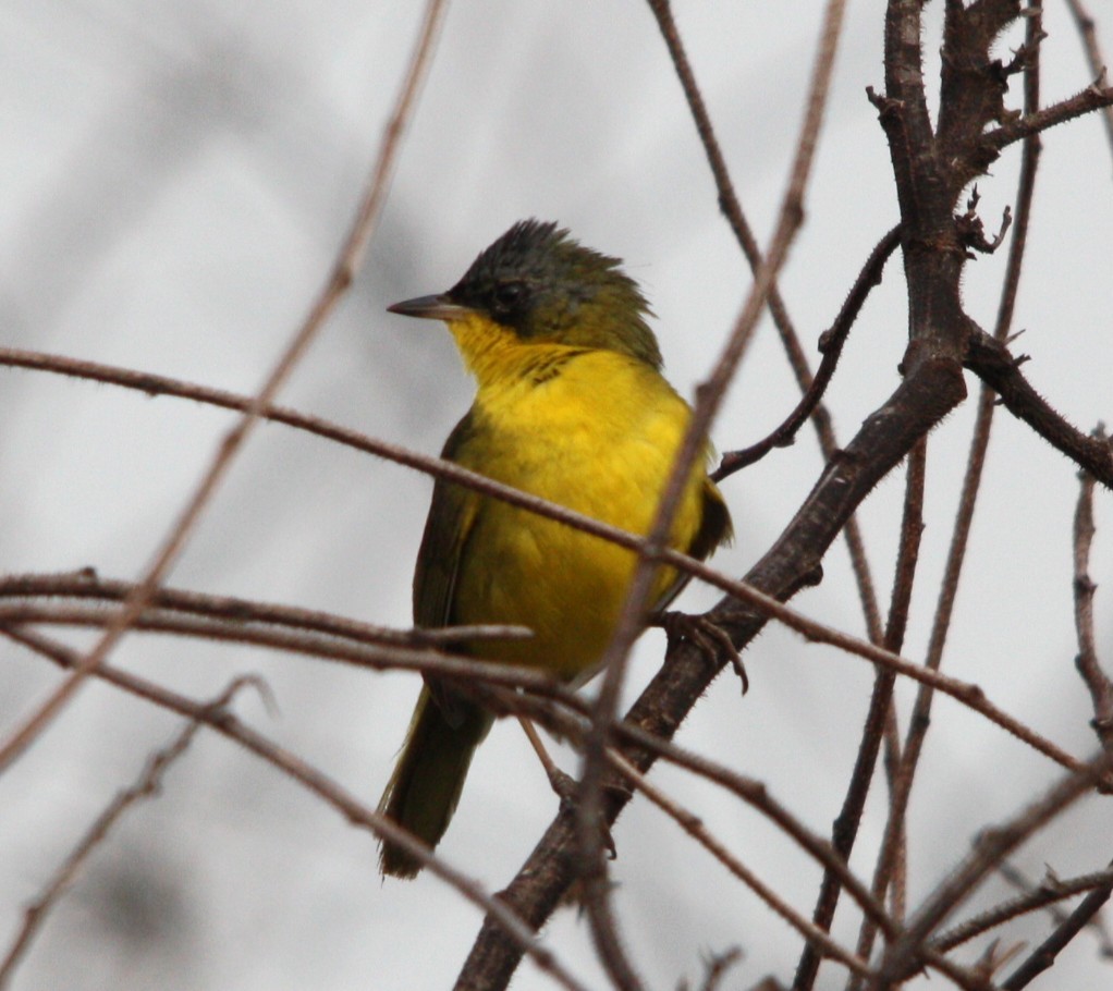 Paruline voilée - ML645390003