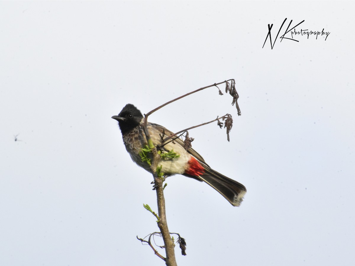 Red-vented Bulbul - ML645390014