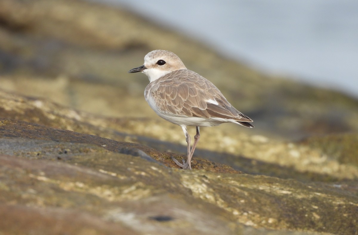 White-faced Plover - ML645390017