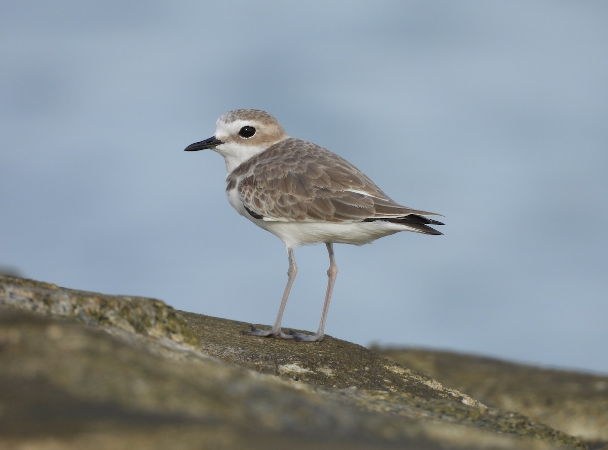 White-faced Plover - ML645390018