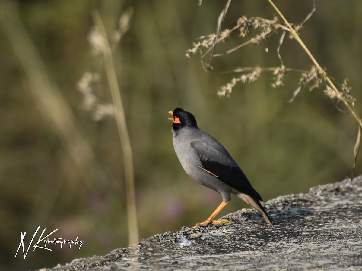 Bank Myna - ML645390020