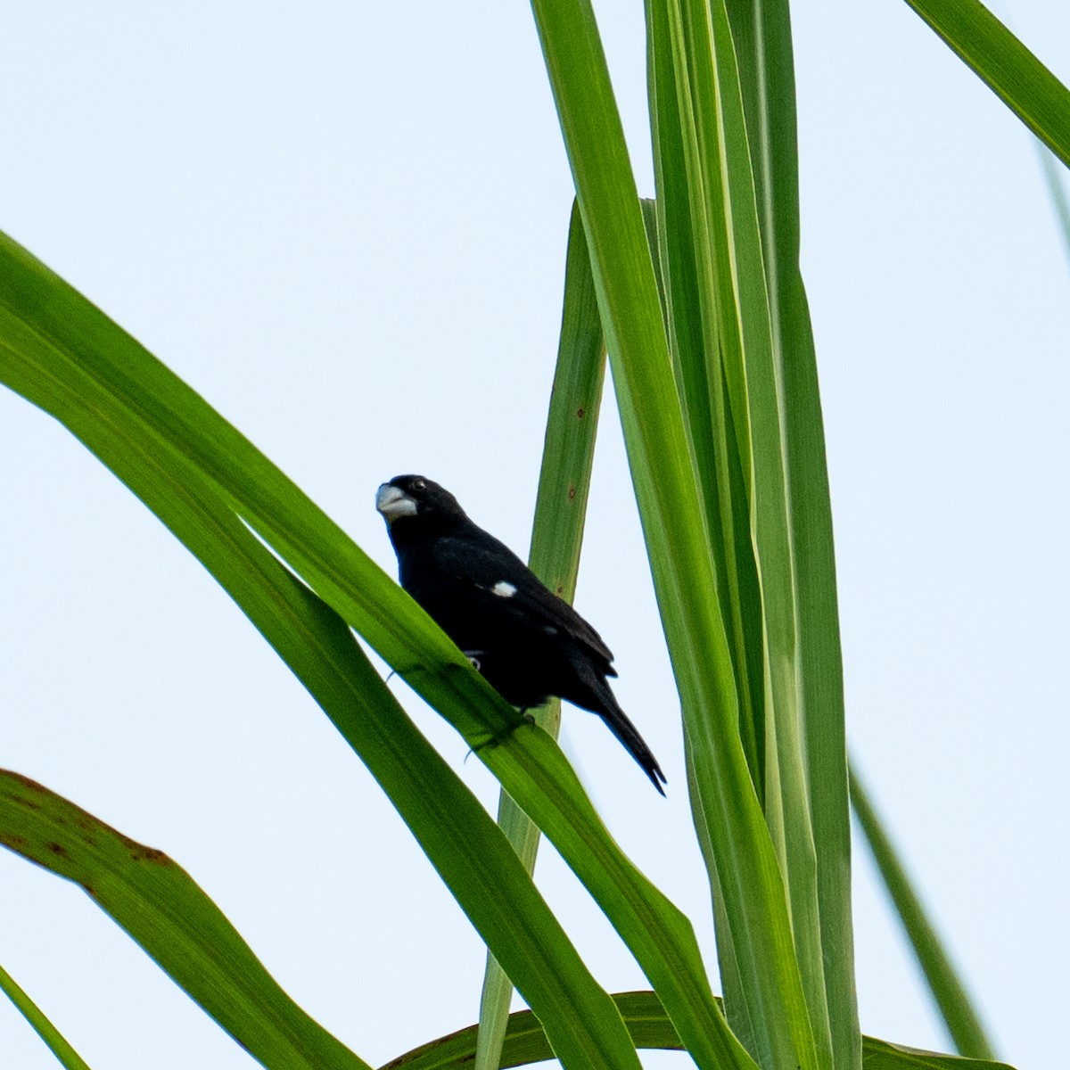 Large-billed Seed-Finch - ML645390021