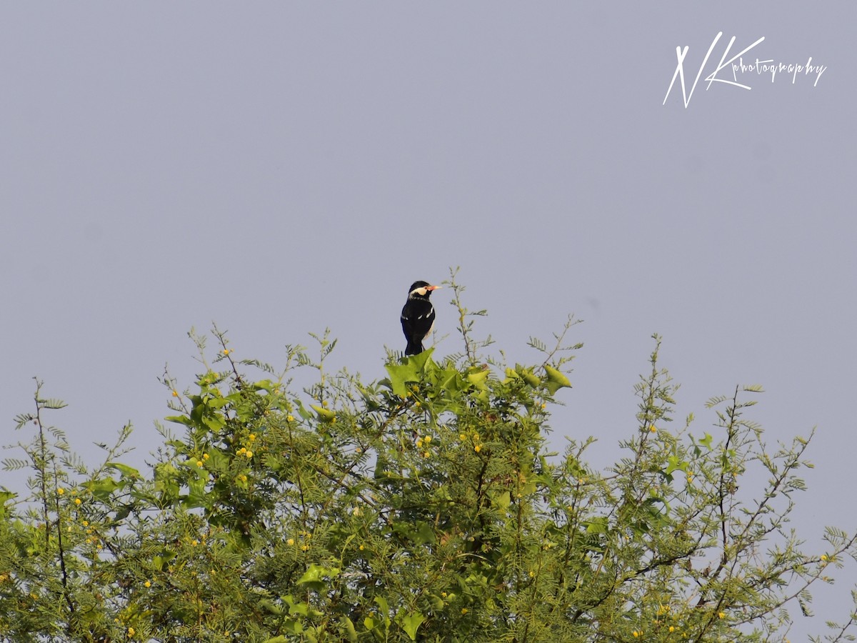 印度鵲椋鳥 - ML645390022