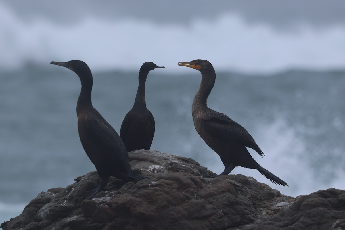 Cormoran à aigrettes - ML645390024