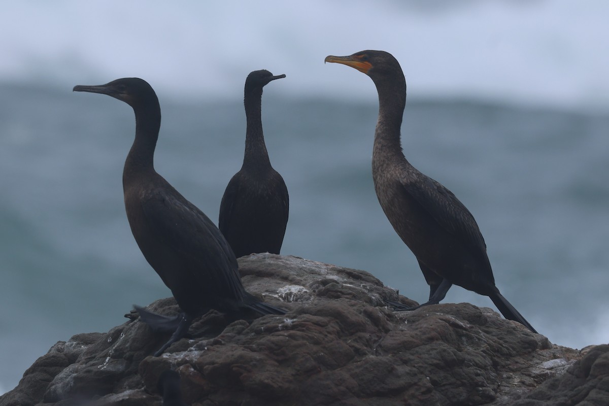 Cormoran à aigrettes - ML645390025