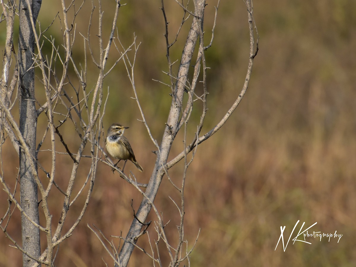 Bluethroat - ML645390033