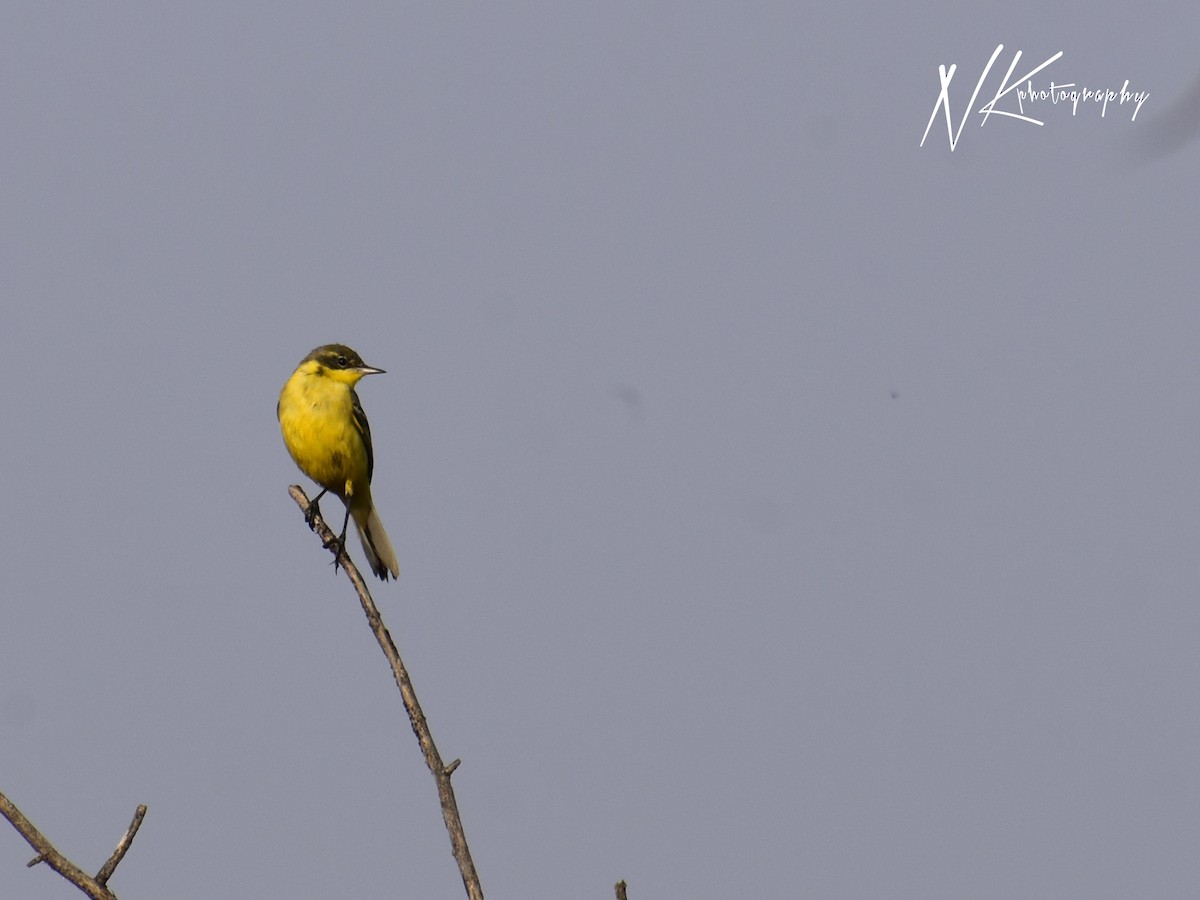Western Yellow Wagtail - ML645390038