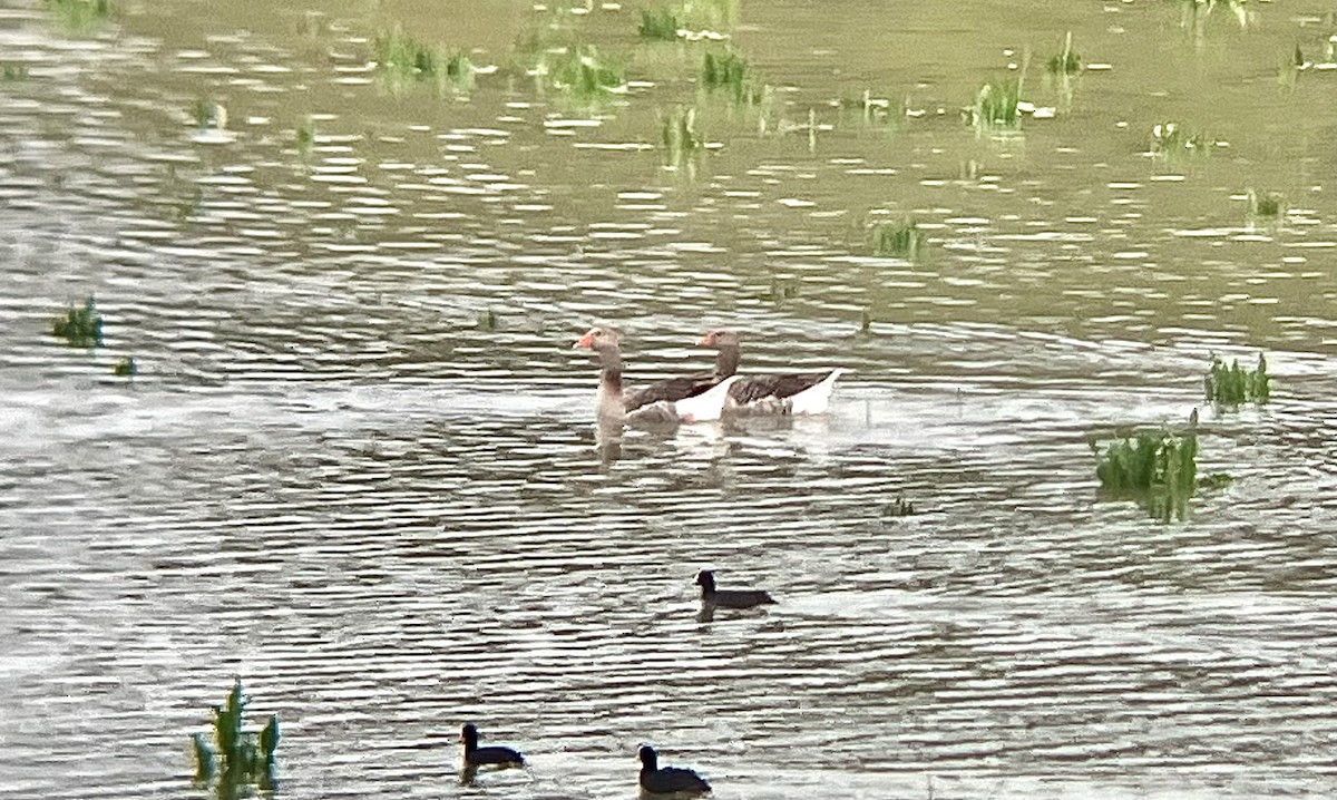 Oie cendrée - ML645390059