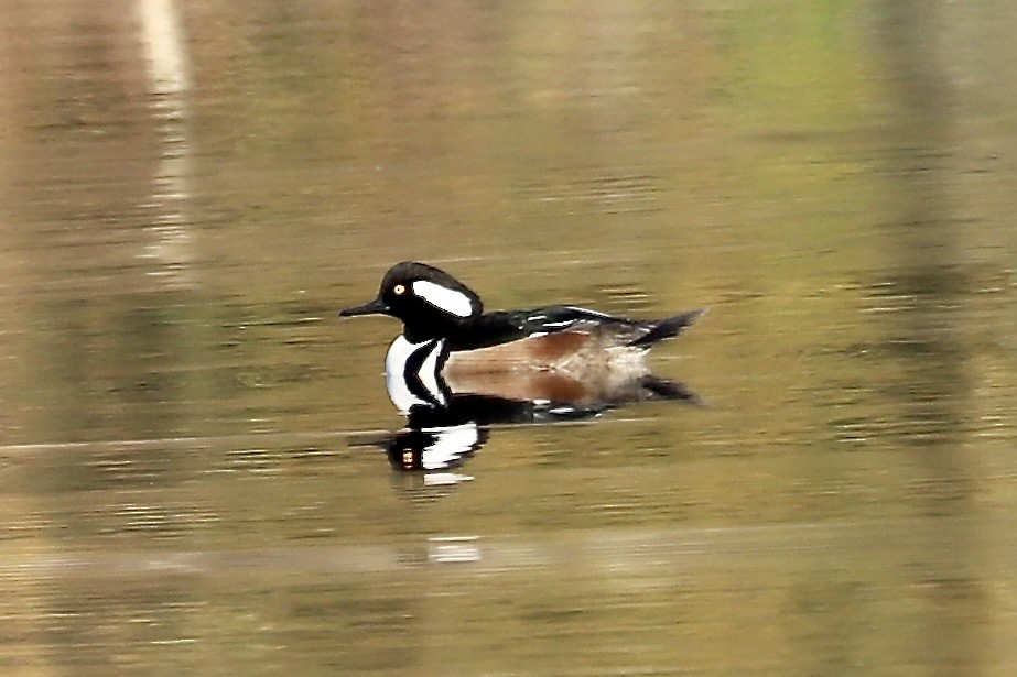 Hooded Merganser - ML645390103