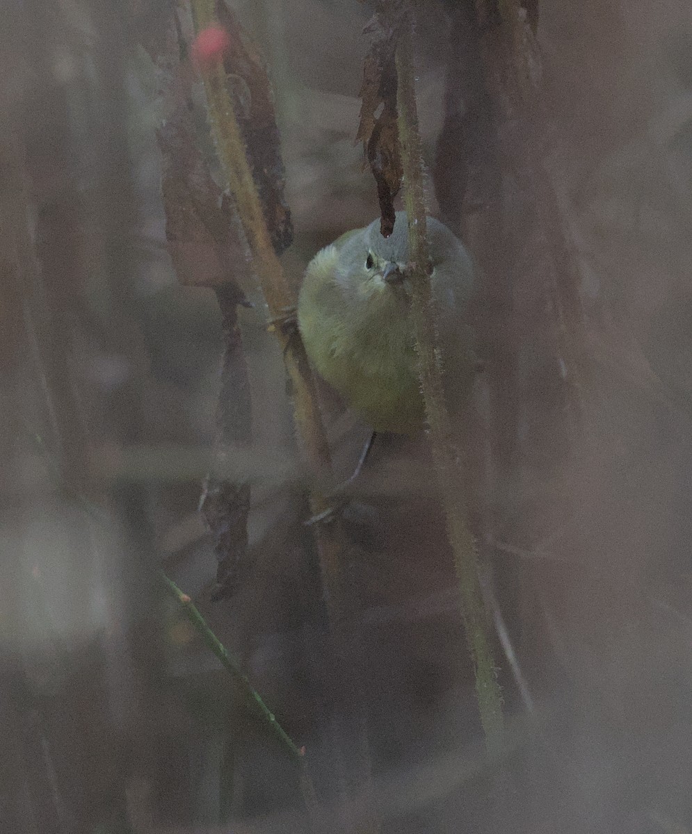 Orange-crowned Warbler - ML645390104