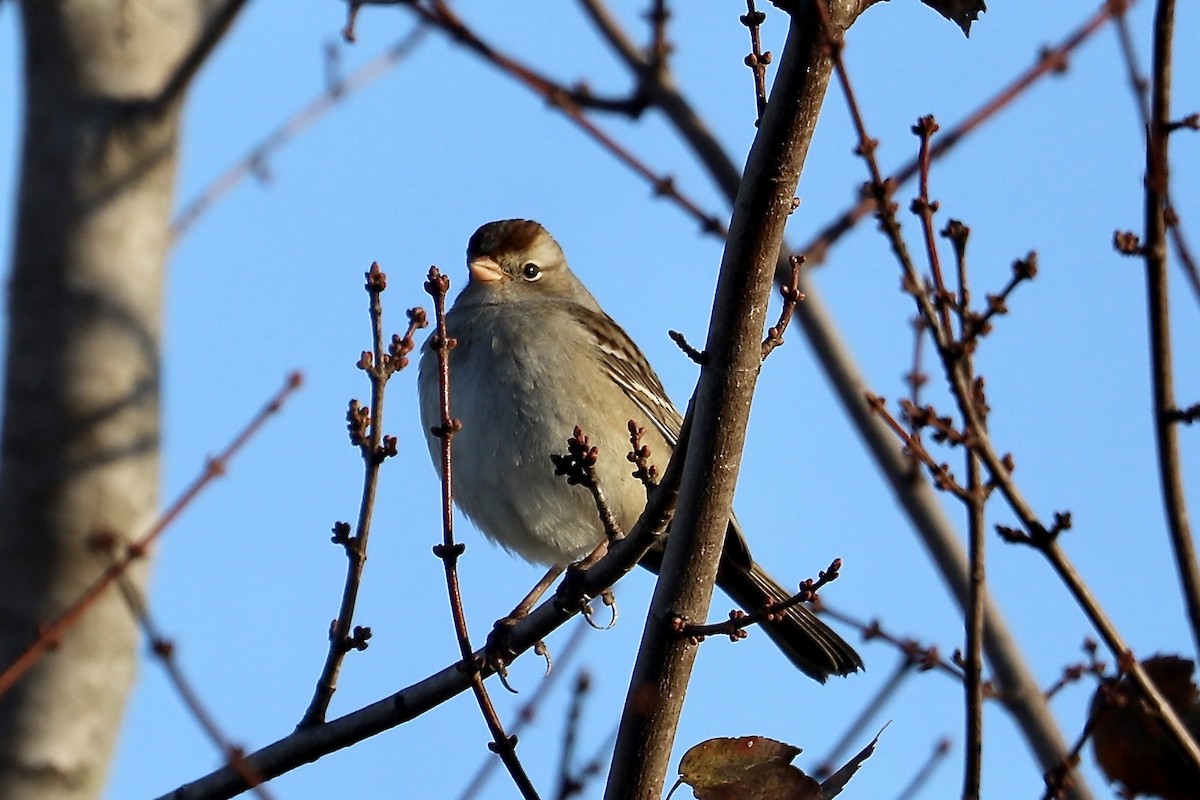 White-crowned Sparrow - ML645390110