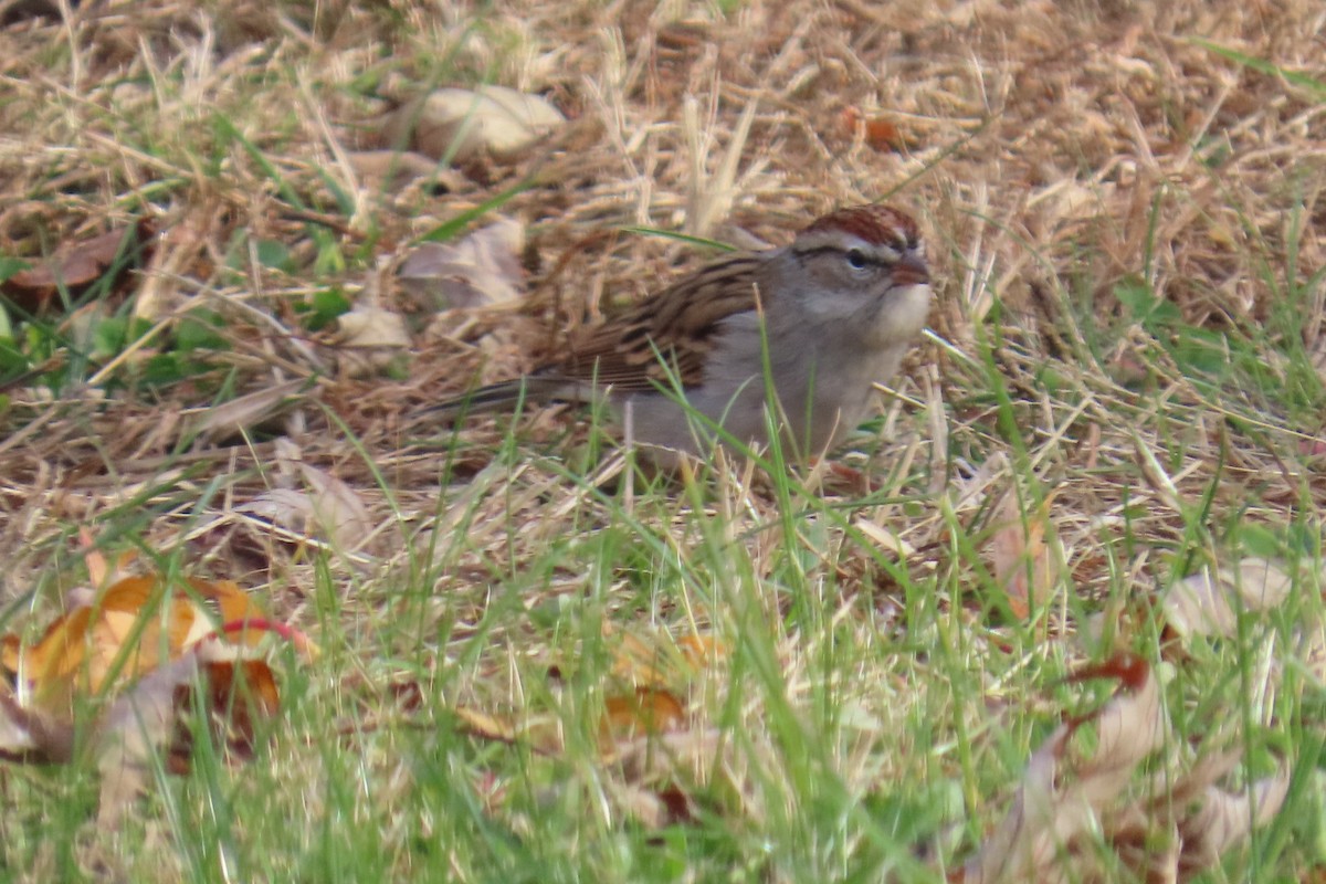 Schwirrammer - ML645390118