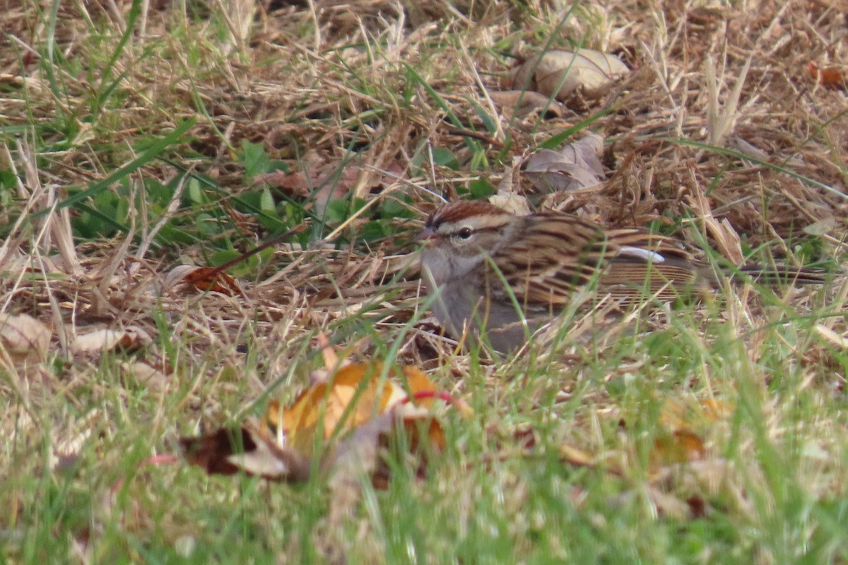 Schwirrammer - ML645390119