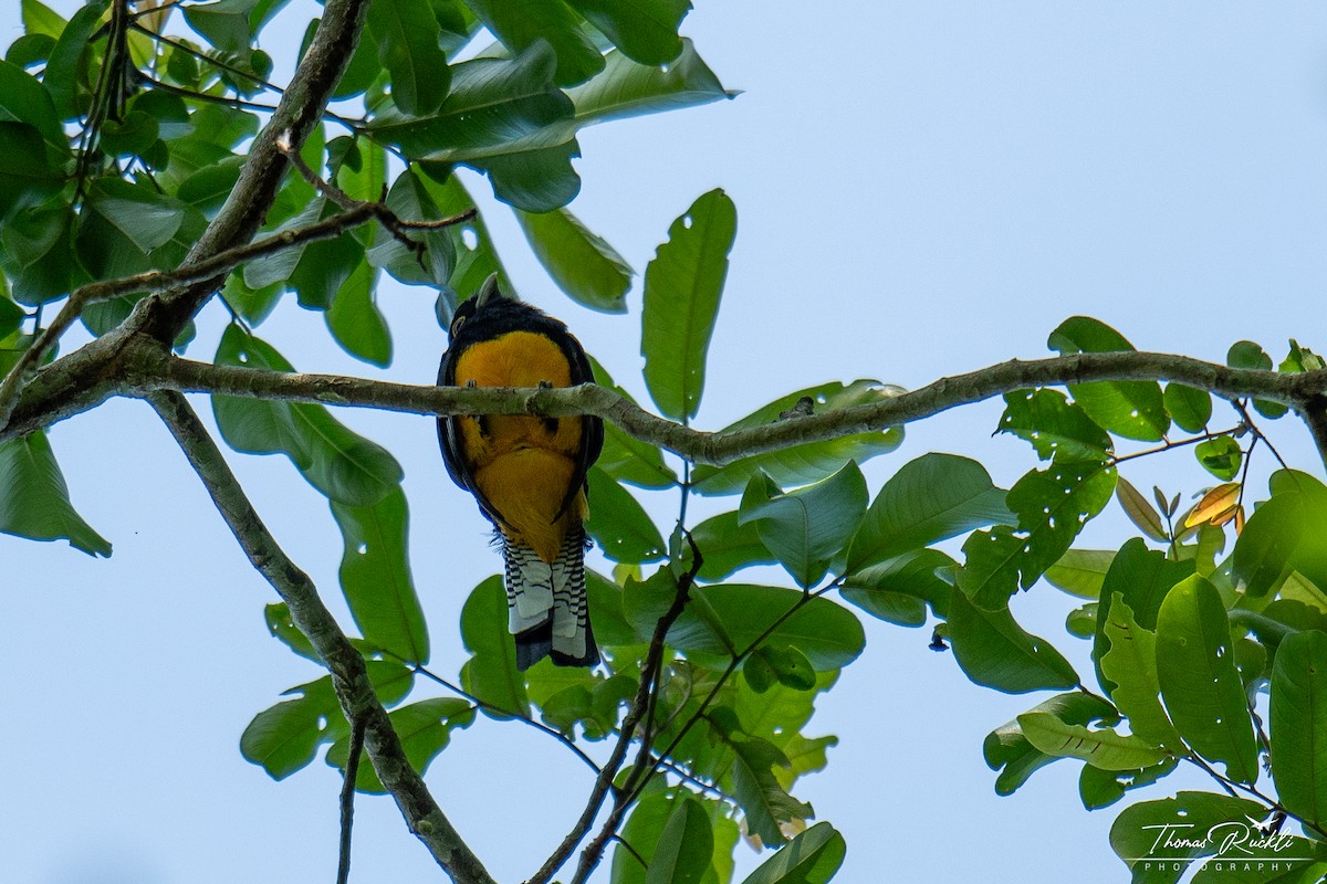Amazonian Violaceous Trogon - ML645390121