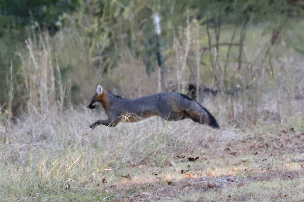 Gray Fox - ML645390127