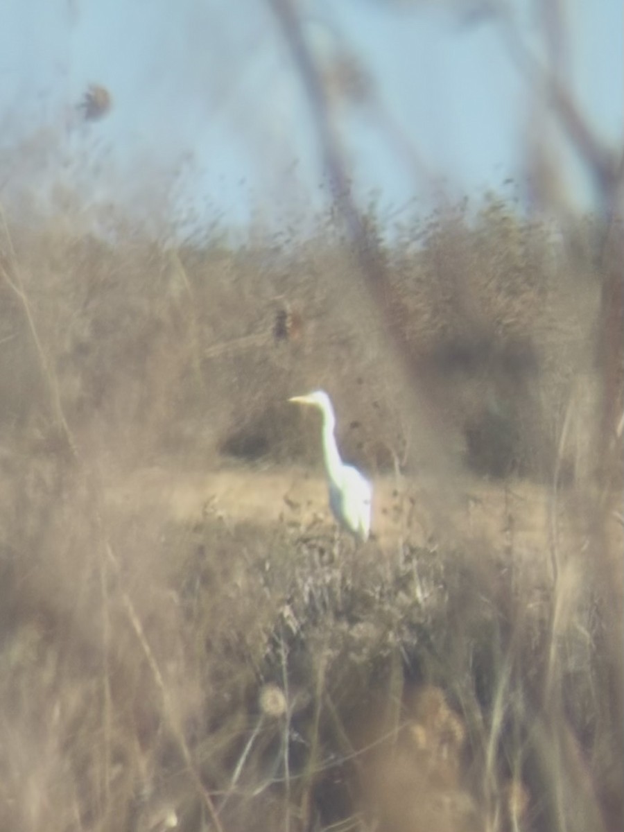 Great Egret - ML645390128