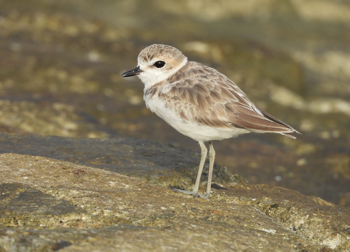 Malaysian Plover - ML645390134