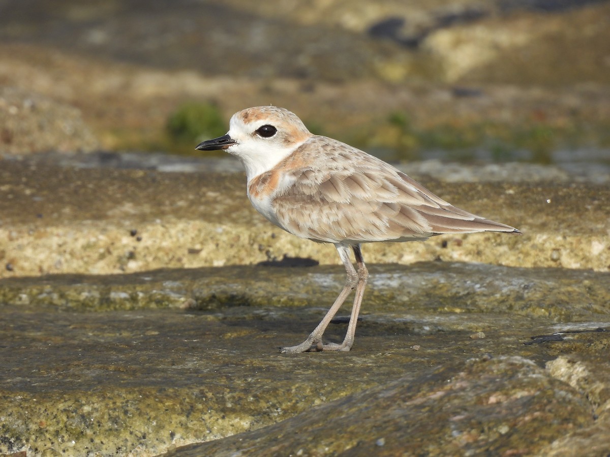 Malaysian Plover - ML645390136