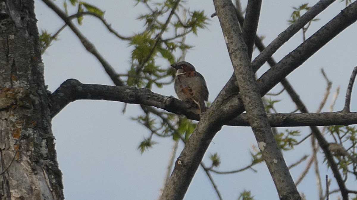 Горобець хатній - ML645390137