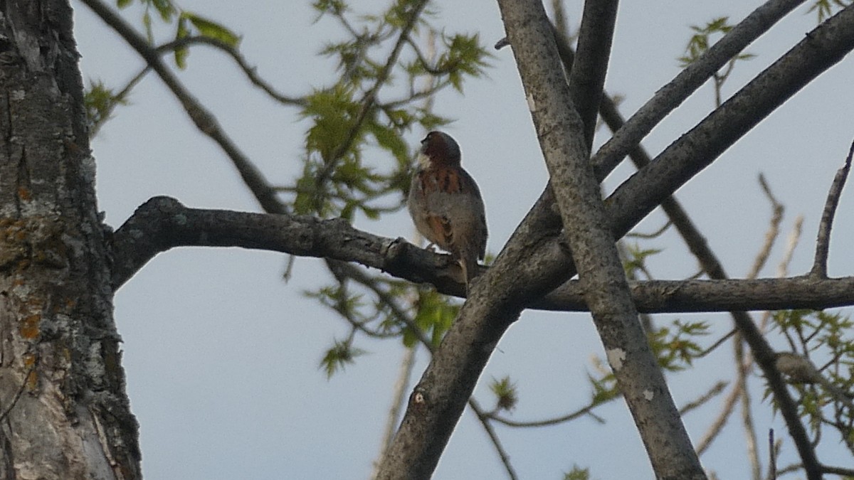 Горобець хатній - ML645390138