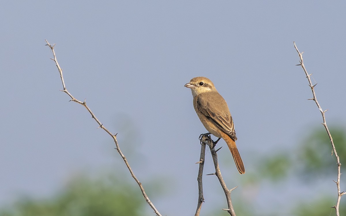 Isabellwürger - ML645390164