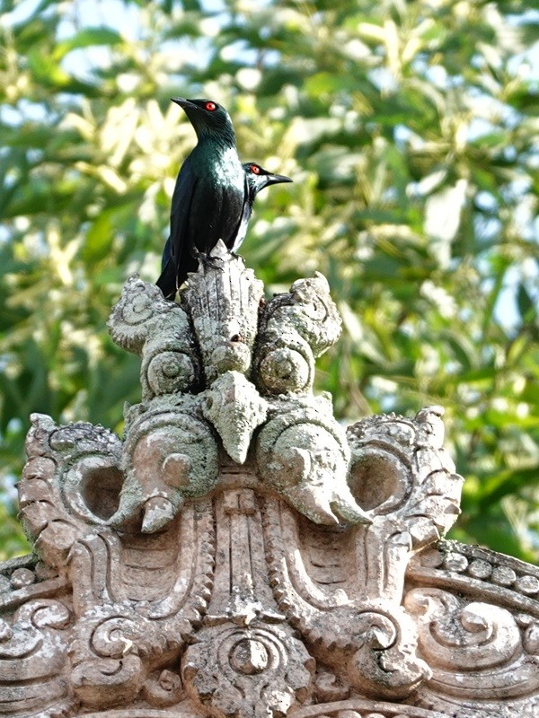 špaček rudooký - ML645390179